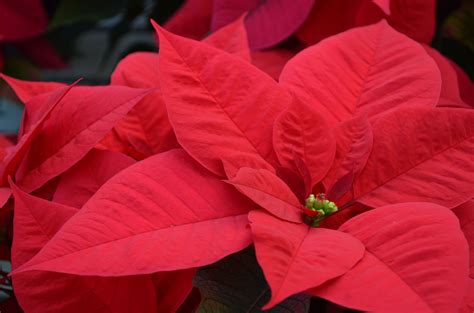 Comment Faire Rougir Son Poinsettia Je Jardine Monpotdefleurs