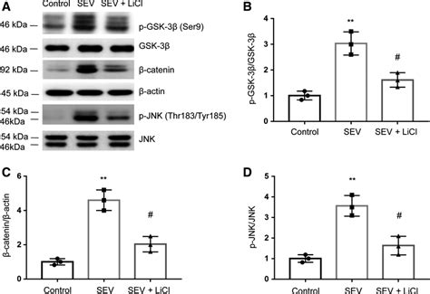 Licl Inhibits The Activation Of Gsk Catenin Signal Pathway In Rat