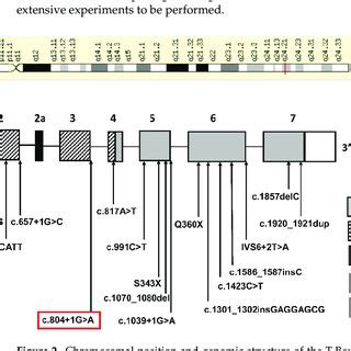 Chromosomal Position And Genomic Structure Of The T Box Tbx Gene