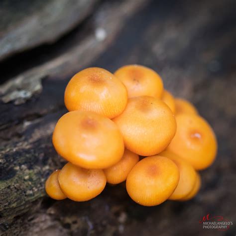 Mushrooms in Northeast Ohio - Michaelangelos Photography