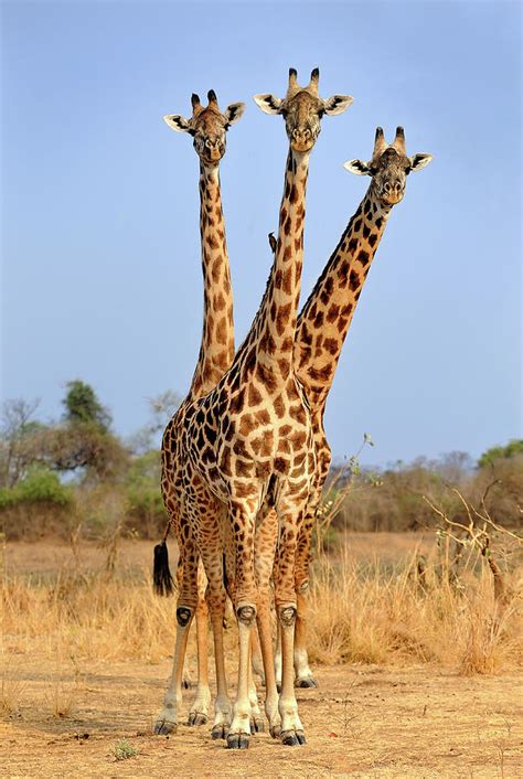 Three Headed Giraffe Photograph by Xavier Ortega