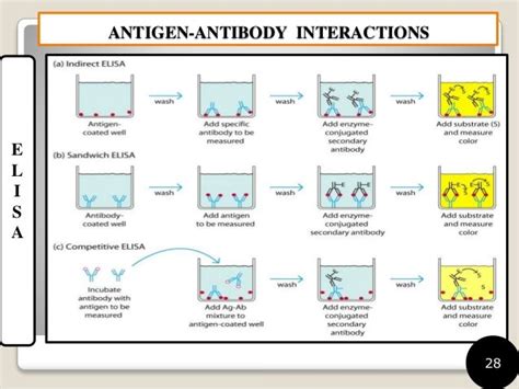 antigen antibody interaction