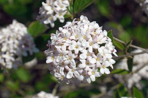 How To Grow And Care For Korean Spice Viburnum