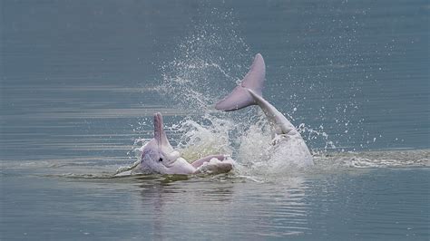 Chinese White Dolphins Spotted Off Chinas Southeastern Coast Cgtn