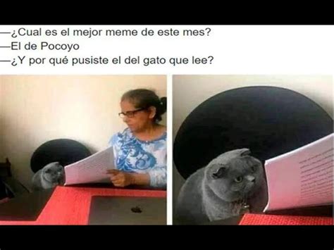 Día Internacional Del Gato Los Mejores Videos Y Memes De Estas