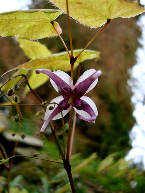 Epimedium Acuminatum Cloverhillrareplants