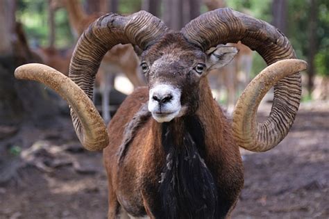 Hewan Tanduk Kambing Foto Stok Unduh Gambar Sekarang Mouflon Alam