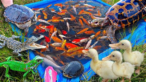 Mancing Ikan Mas Dikolam Ikan Koi Ikan Lele Ikan Hias Kura Kura