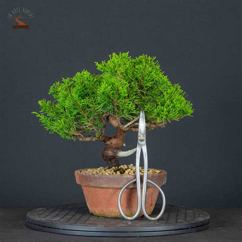 Juniperus Chinensis Var Itoigawa IAB 0502 In Arte Bonsai