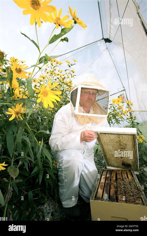 Plant Pollination Entomologist Checking Honey Bees Apis Sp In A Nucleus Hive Nucleus Hives