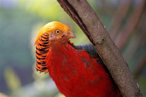 Pheasant Golden Bird Free Photo On Pixabay Pixabay