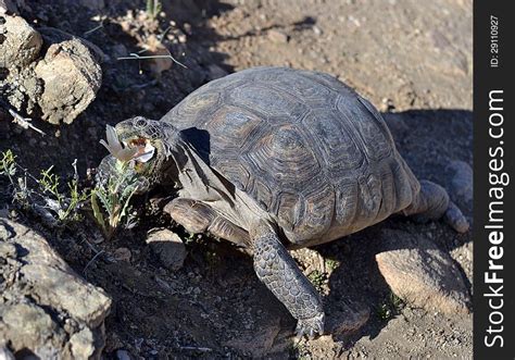 1+ Desert tortoise feeding Free Stock Photos - StockFreeImages