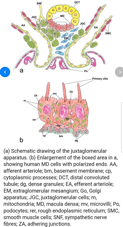 Juxtaglomerular apparatus | Schematic drawing, Medical school essentials, Basement membrane