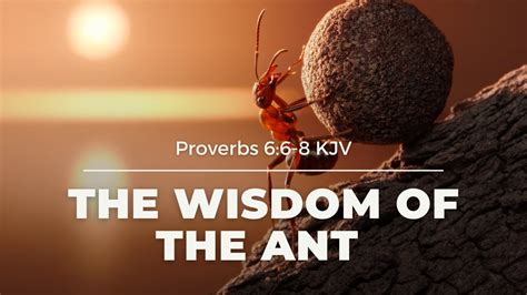 The Wisdom Of The Ant Proverbs 6 6 8 KJV YouTube