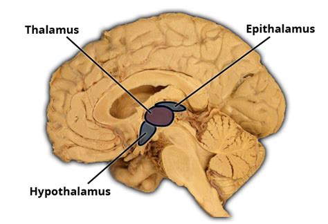 Epithalamus Diagram