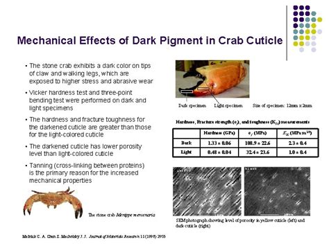 Literature Review Chitin And Chitosan From Nature To