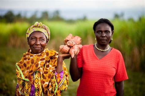 Aceli Africa Strengthening African Agribusinesses The Borgen Project