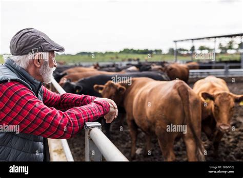 Mature Farmer Leaning On Fence And Watching Cows On Ranch Stock Photo