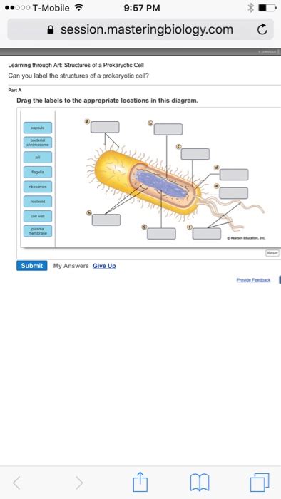 Prokaryotic Cell Diagram With Labels Drivenheisenberg