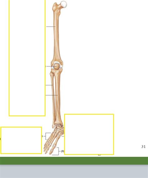 Leg Bones Diagram | Quizlet