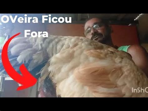 Oveira Da Galinha Ficou Para Fora O Que Devo Fazer YouTube