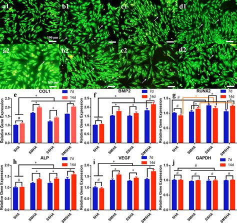 Morphology Of The Rbmscs Cocultured With The Four Scaffolds And Fold