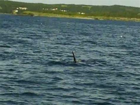 Killer Whales In Dildo NL August YouTube