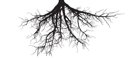 Root Silhouette Tree Royalty Free Root Png Download 2000848 Free