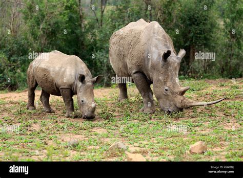 White Rhinoceros Ceratotherium Simum Mother And Calf Grazing