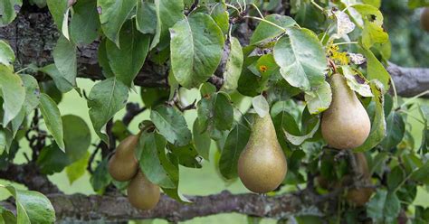 How and When to Prune Pear Trees | Gardener’s Path