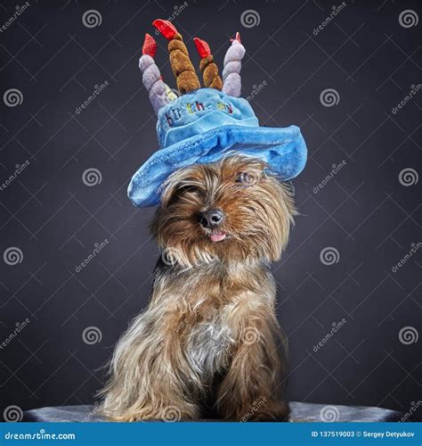 Cute Dog Yorkshire Terrier In Carnival Party Hat Celebrating Birthday