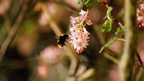 Groseillier Fleurs Bourdon Photo Gratuite Sur Pixabay Pixabay