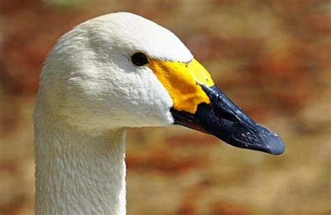 Tundra Swan - Description, Habitat, Image, Diet, and Interesting Facts