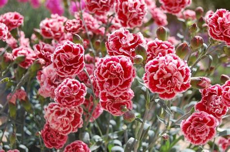 Dianthus Scent First Sugar Plum Wp Lan Dianthus Garden Center