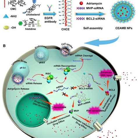 Schematic Diagram Of Nanoparticle Synthesis And Intracellular Delivery