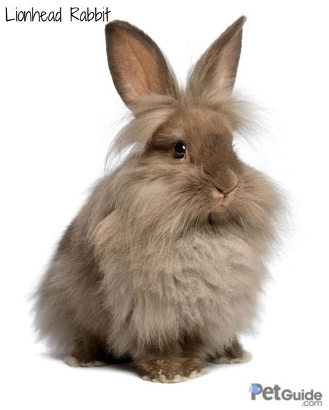 Lionhead Rabbit Breed Information and Pictures - PetGuide.com | PetGuide