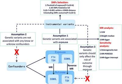 Frontiers Causal Associations Of Thyroid Function And Sudden