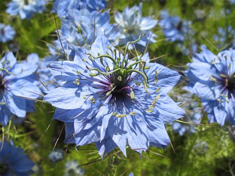 Czarnuszka siewna Nigella sativa uprawa zbiór właściwości