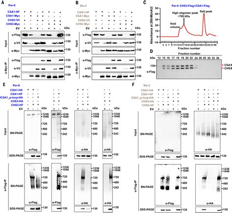 Paired Plant Immune Chs Csa Receptor Alleles Form Distinct Hetero