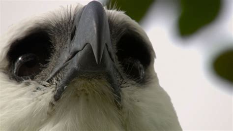 Jungle Eagle Harpy Eagle Facts Nature Pbs