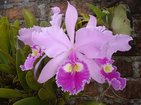 Orquídeas de colombia:Cuidados, cultivos, clases y mucho más