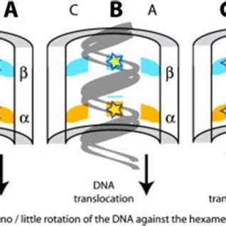 A Revolution Model Of Dna Translocation By Hexameric Ftsk Ftsk May