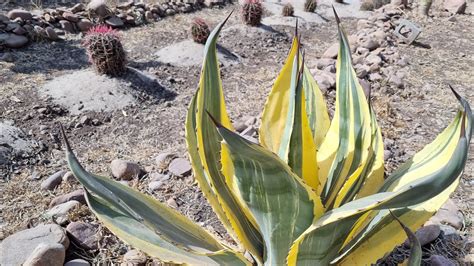 Tour Por Un Vivero De Cactus Y Suculentas Parte 2 3 Del Viaje Por El