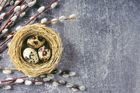 Ovos De Codorniz De Páscoa No Ninho E Galho De Salgueiro Em Fundo De