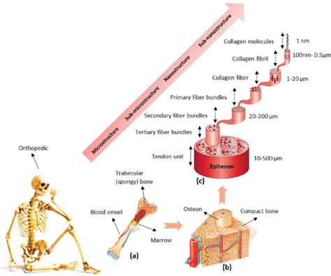 Schematic Diagram Showing The Hierarchical Structural Organization Of