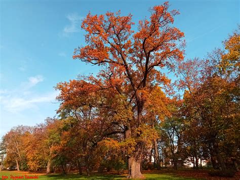 Colors of autumn Jesienne kolory parku dąb w Jankowicach Zygmunt