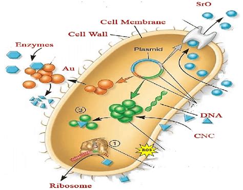 Schematic Illustration Of Antibacterial Mechanism Of Prepared Samples