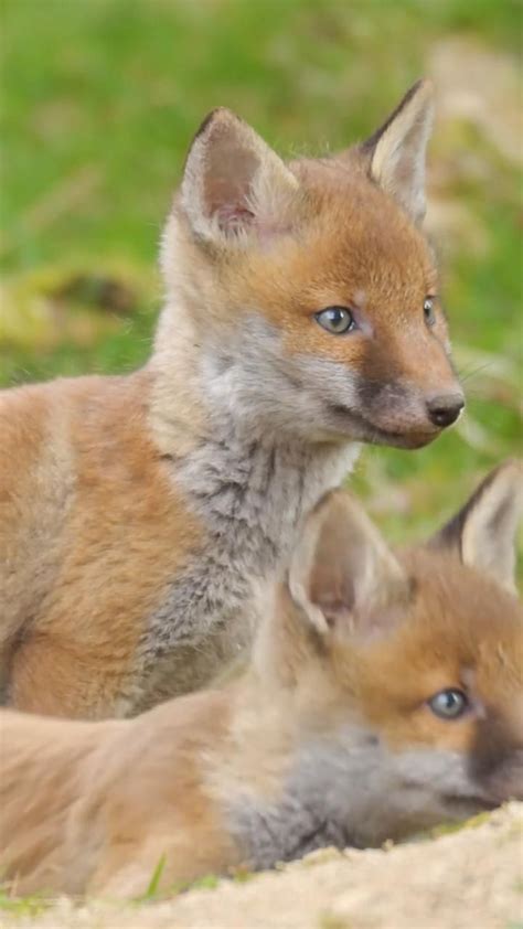 How To Get Rid Of Foxes On Your Property Artofit