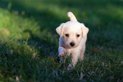 Desparasitador Para Perros Cada Cu Nto Debo Desparasitar A Mi Perrhijo