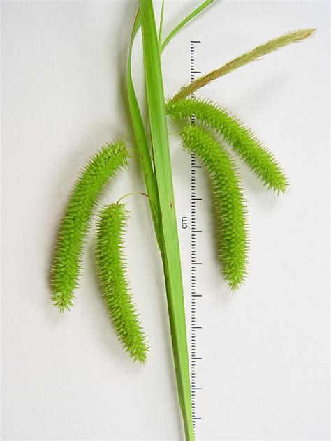 Carex Pseudocyperus Cypress Like Sedge Go Botany